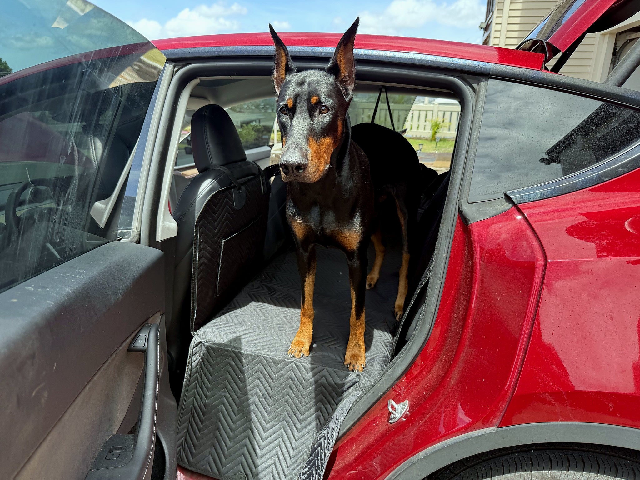 Doberman standing on a black hard-bottom dog backseat extender