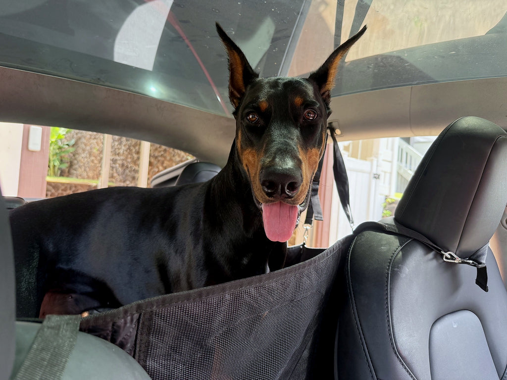 Doberman viewed from the front seat behind the mesh barrier