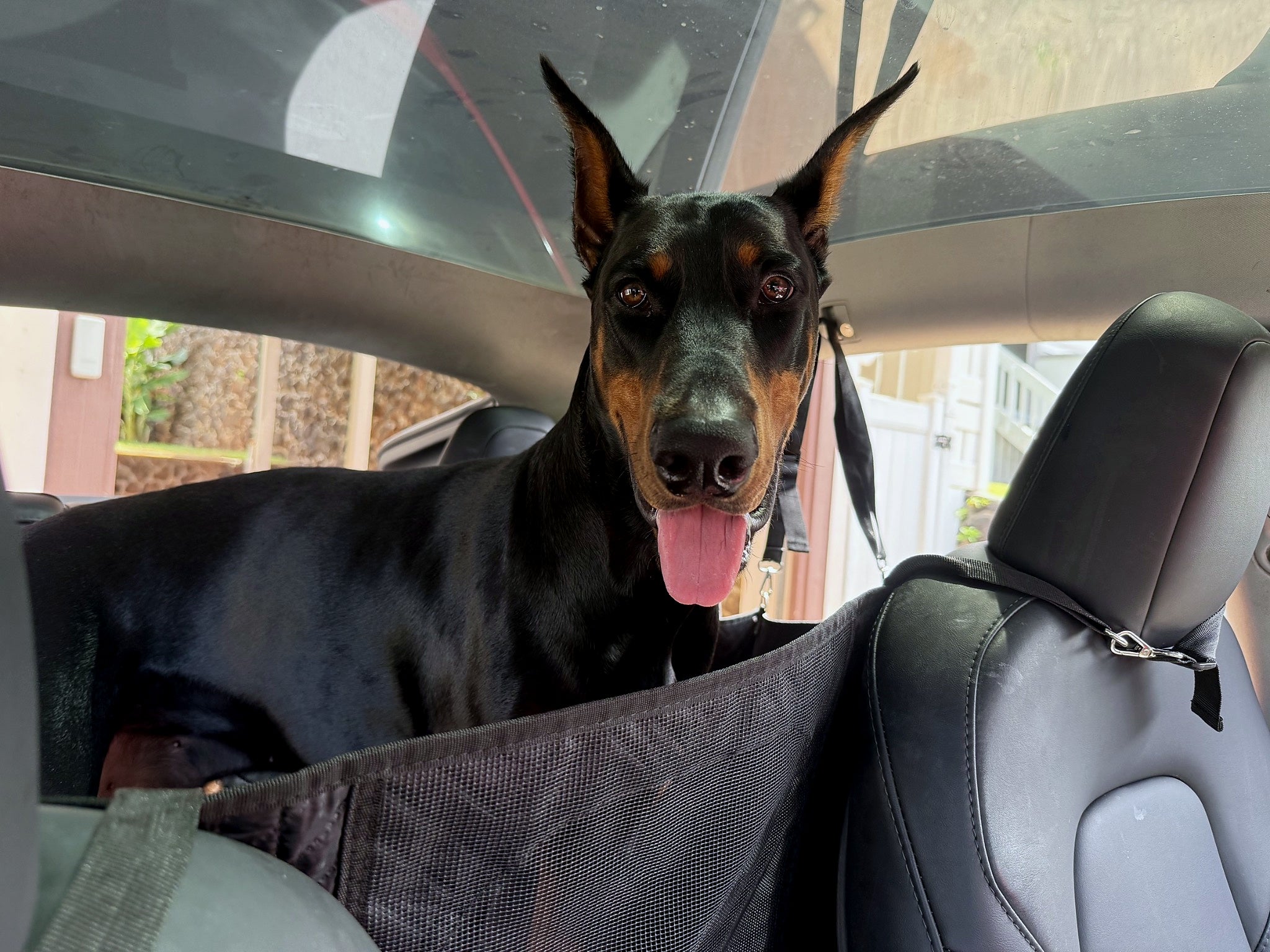 Doberman viewed from the front seat behind the mesh barrier