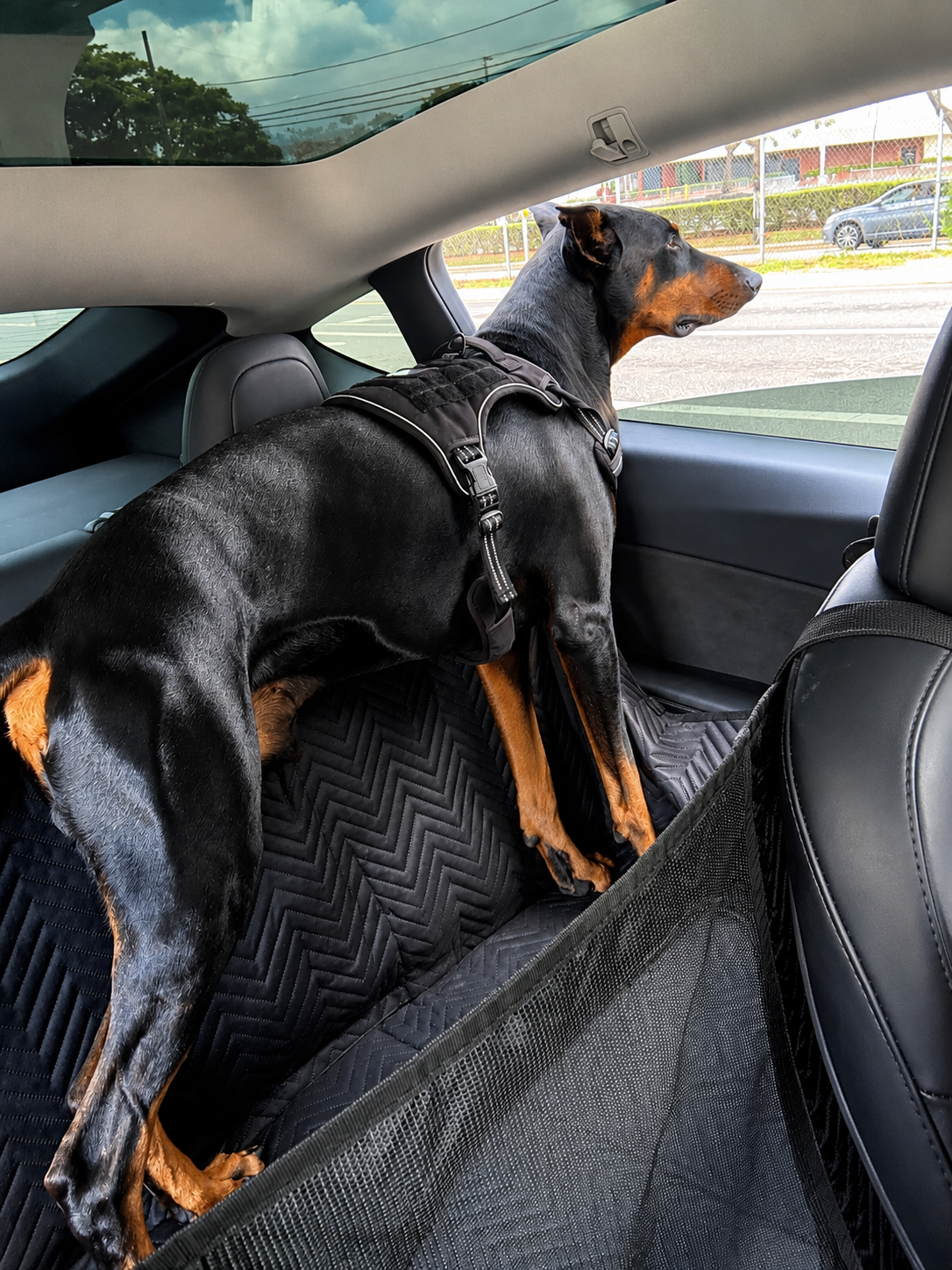 Premium Backseat Extender for Dogs